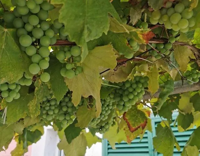 Silvia's House Casa vacanze